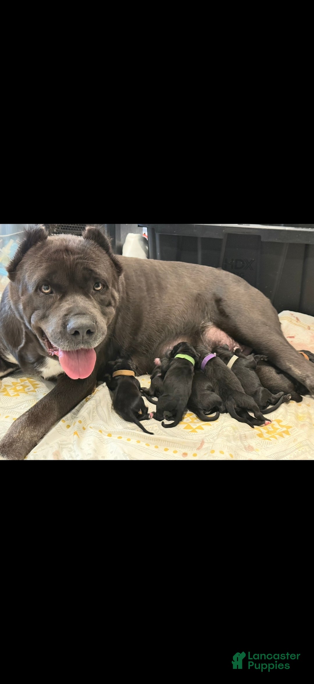 Cane Corso dogs for sale: Thanos (Gray) - Ad 3