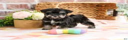 Miniature Schnauzer dogs for sale: Piglet  - Ad 3