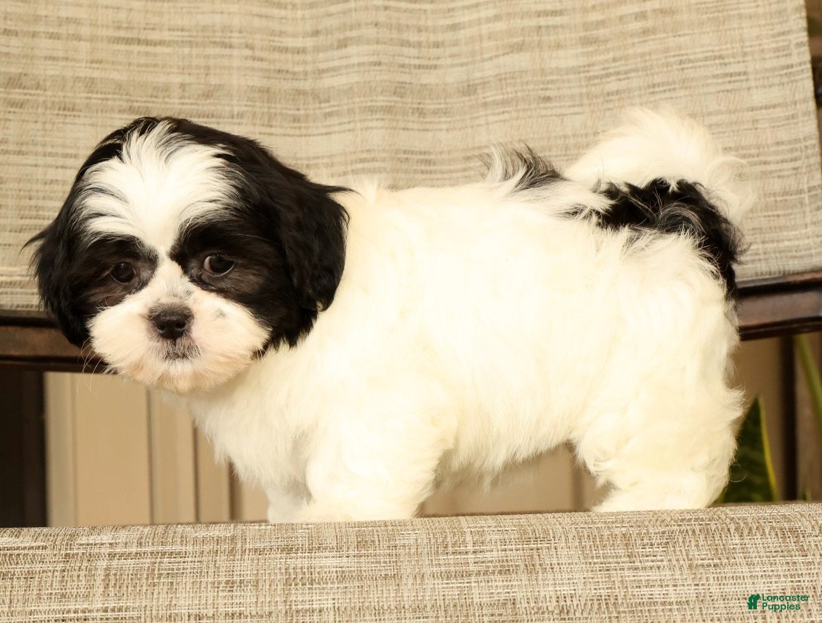 Malshi dogs for sale: Maggie - Ad 9