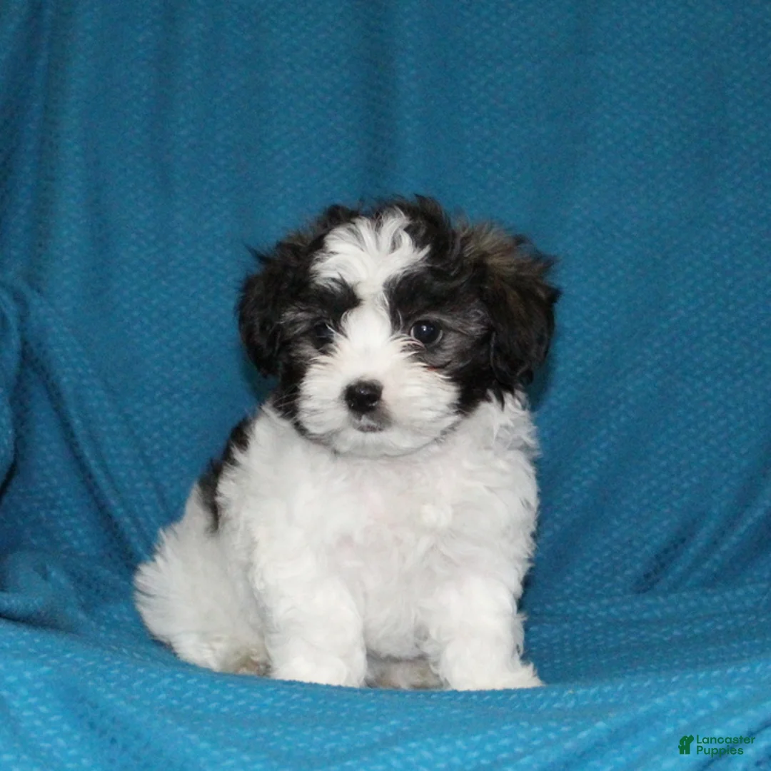 Malshi dogs for sale: Connie - Ad 2