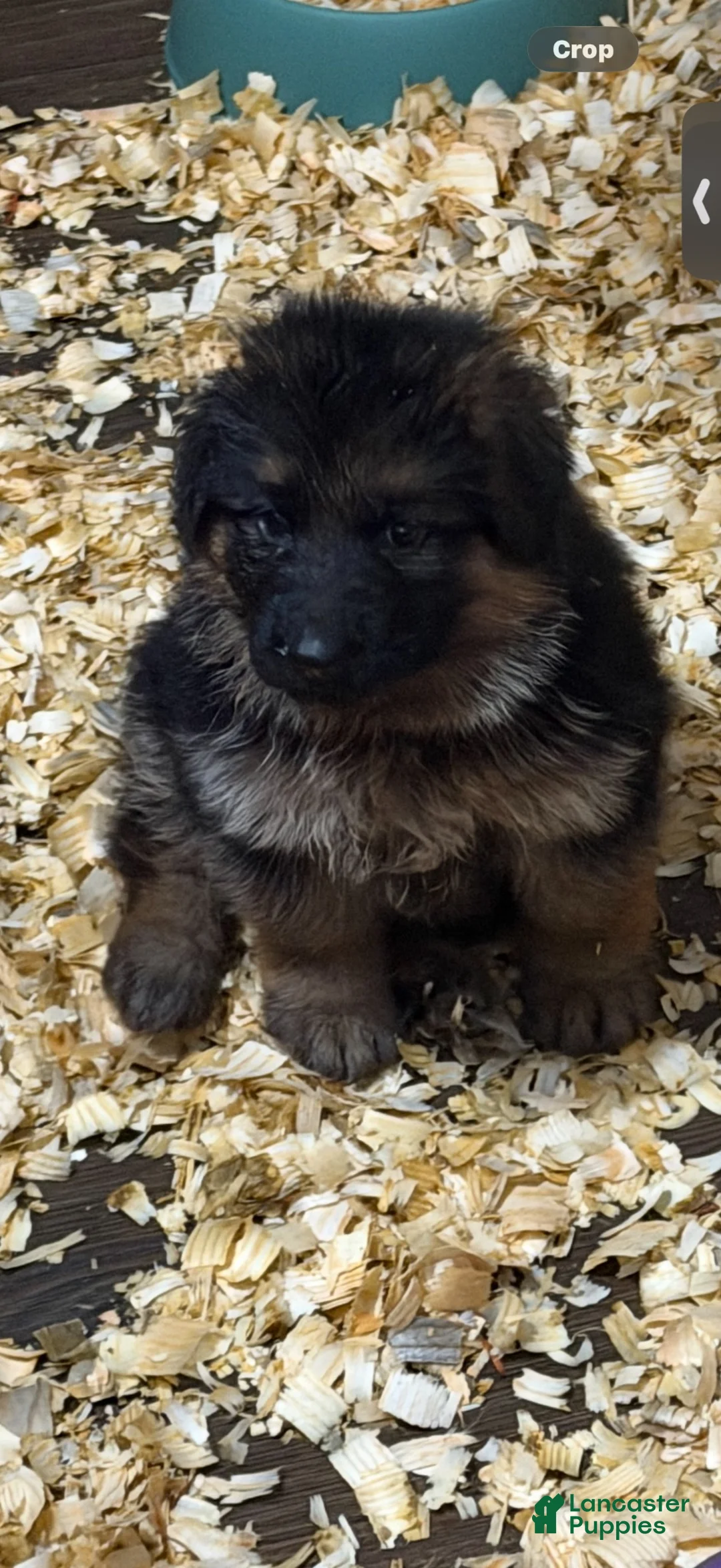 German Shepherd dogs for sale: Jax  - Ad 10