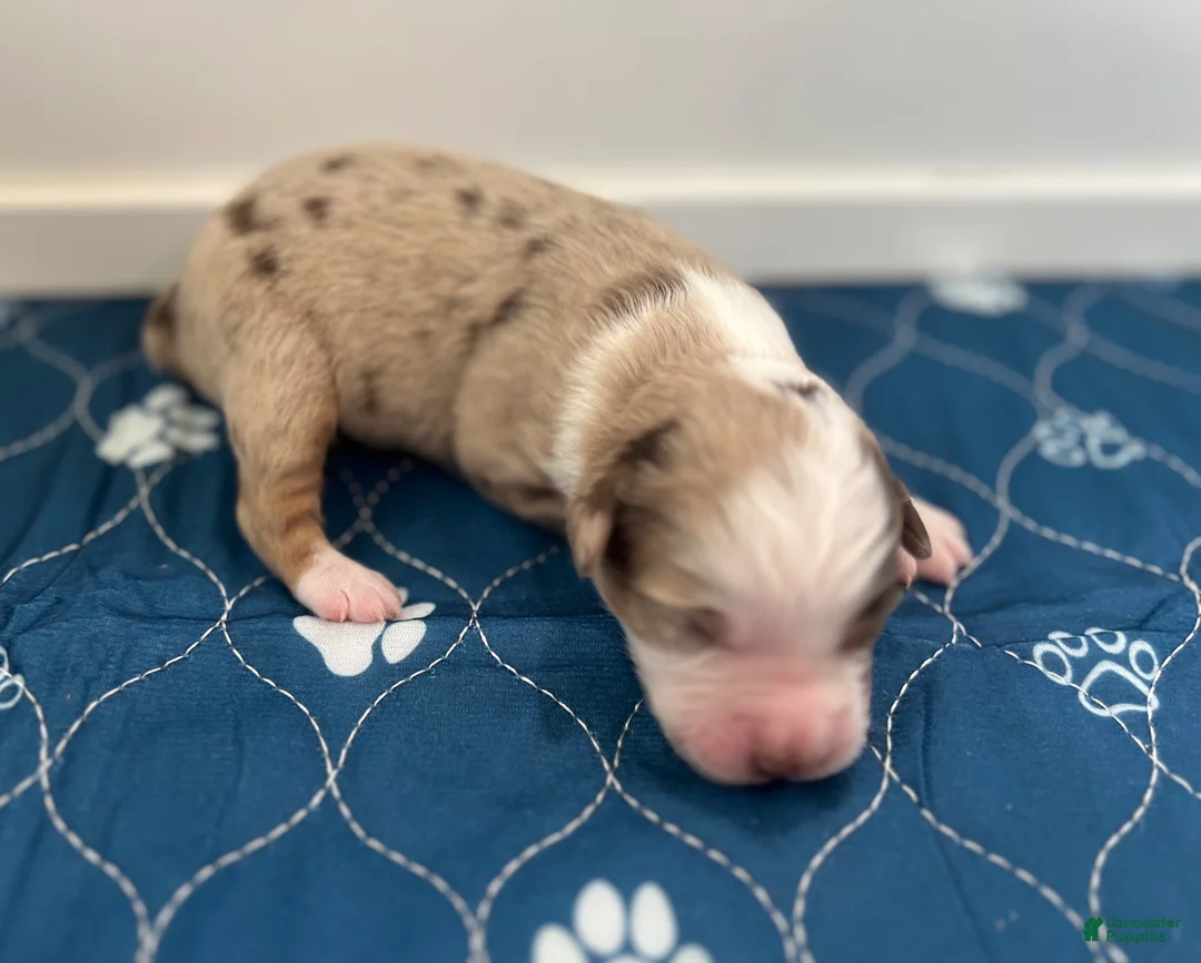 Miniature Australian Shepherd dogs for sale: Chevelle - Ad 1