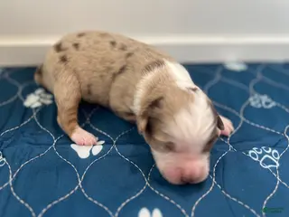 Miniature Australian Shepherd dogs for sale: Chevelle - Ad 2