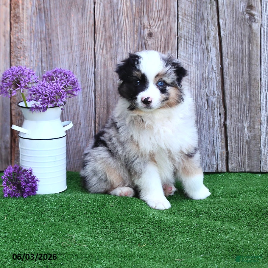 Miniature Australian Shepherd dogs for sale: Raine - Ad 4