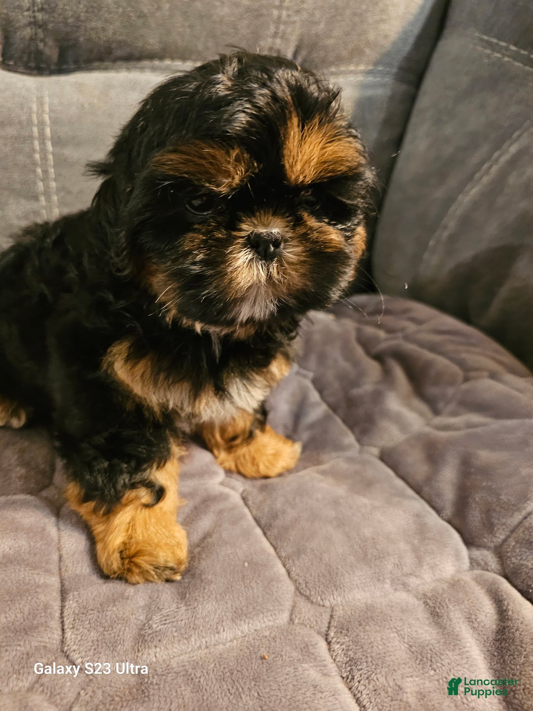 Gallery Image {{count}}