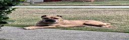 Cane Corso dogs for sale: Cane Corso 1 - Ad 1