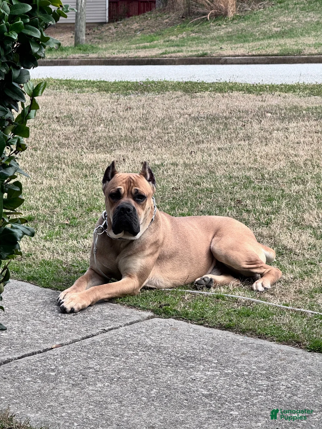 Cane Corso dogs for sale: Cane Corso 1 - Ad 1
