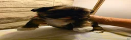 Shih Tzu dogs for sale: Rufus - Ad 2