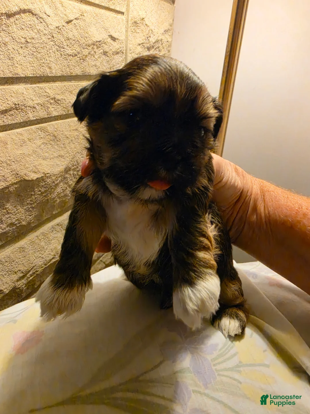 Shih Tzu dogs for sale: Rufus - Ad 2