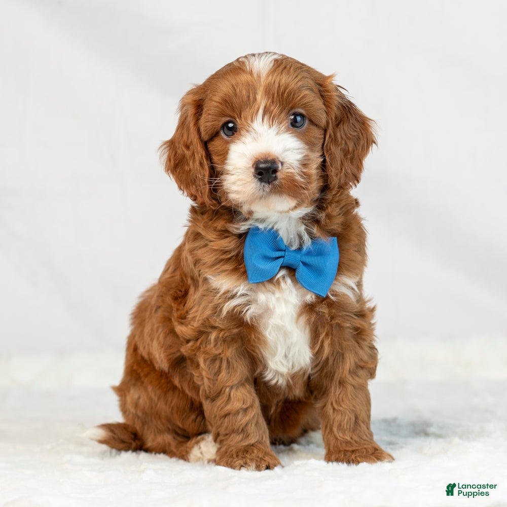 Mini Goldendoodle dogs for sale: Leo - Ad 3
