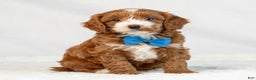 Mini Goldendoodle dogs for sale: Leo - Ad 1