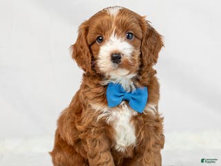 Mini Goldendoodle dogs for sale: Leo - Ad 3