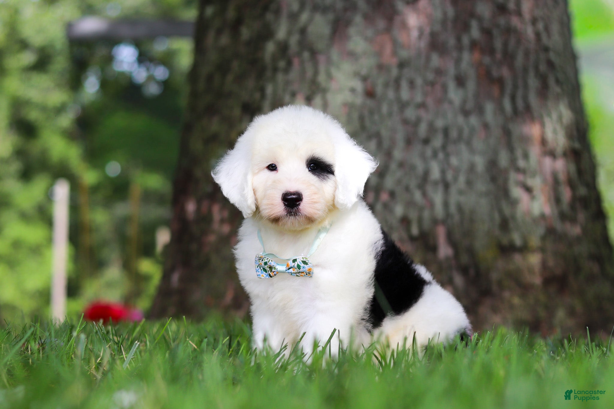 Sheepadoodle dogs Mason - Ad 2
