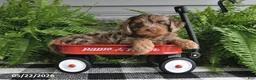 Cavapoo dogs for sale: Vance - Ad 2