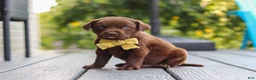 Labrador Retriever dogs for sale: Indigo - Ad 6