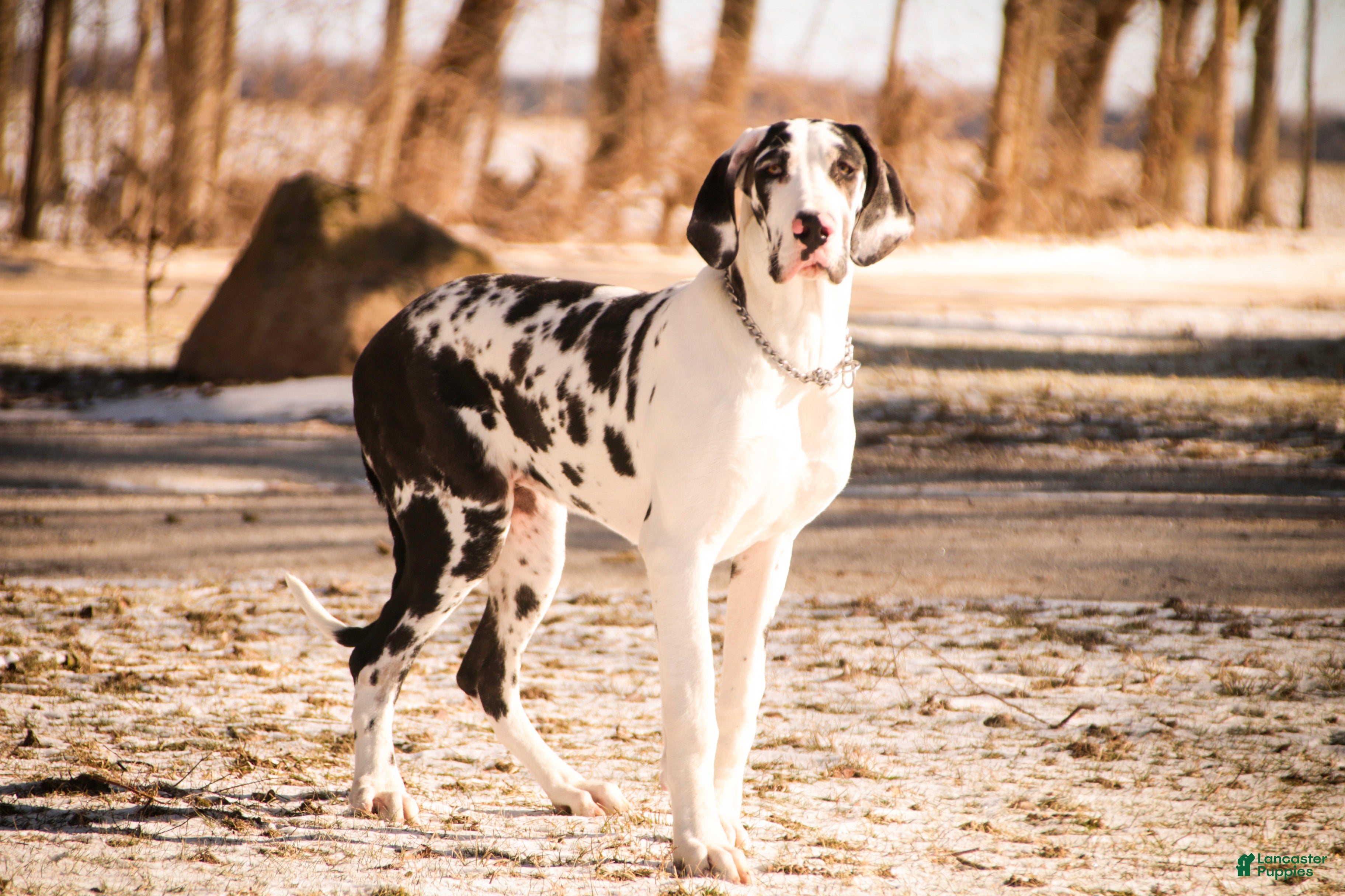 Great Dane dogs Jackie - Ad 23