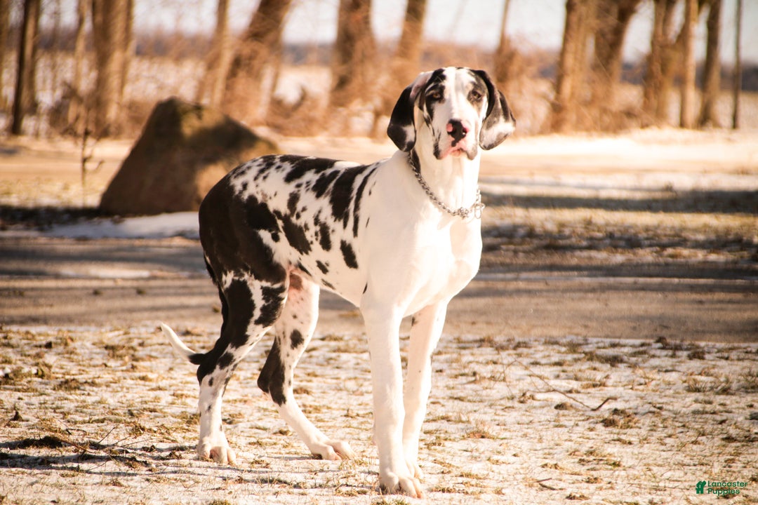 Great Dane dogs for sale: Jackie - Ad 1