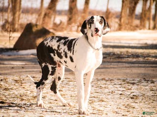Great Dane dogs Jackie - Ad 23