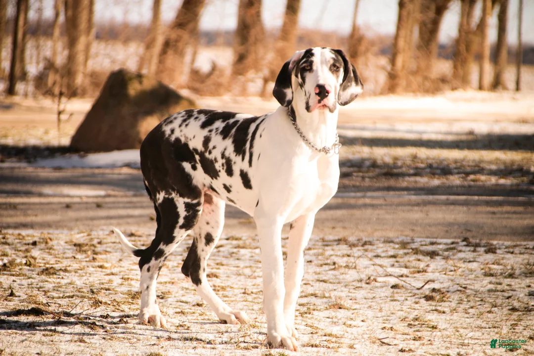 Great Dane dogs for sale: Jackie - Ad 1