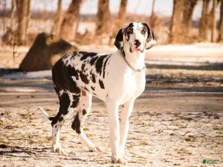 Great Dane dogs Jackie - Ad 23