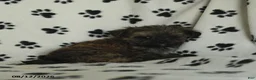 Shorkie dogs for sale: Ike - Ad 5