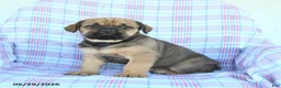 Cane Corso dogs for sale: Seth - Ad 4