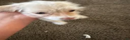 Mixed Breed dogs for sale: Mixed Breed 1 - Ad 8