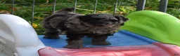 Standard Poodle dogs for sale: Standard Poodle 9 Chocolate Merle - Ad 4