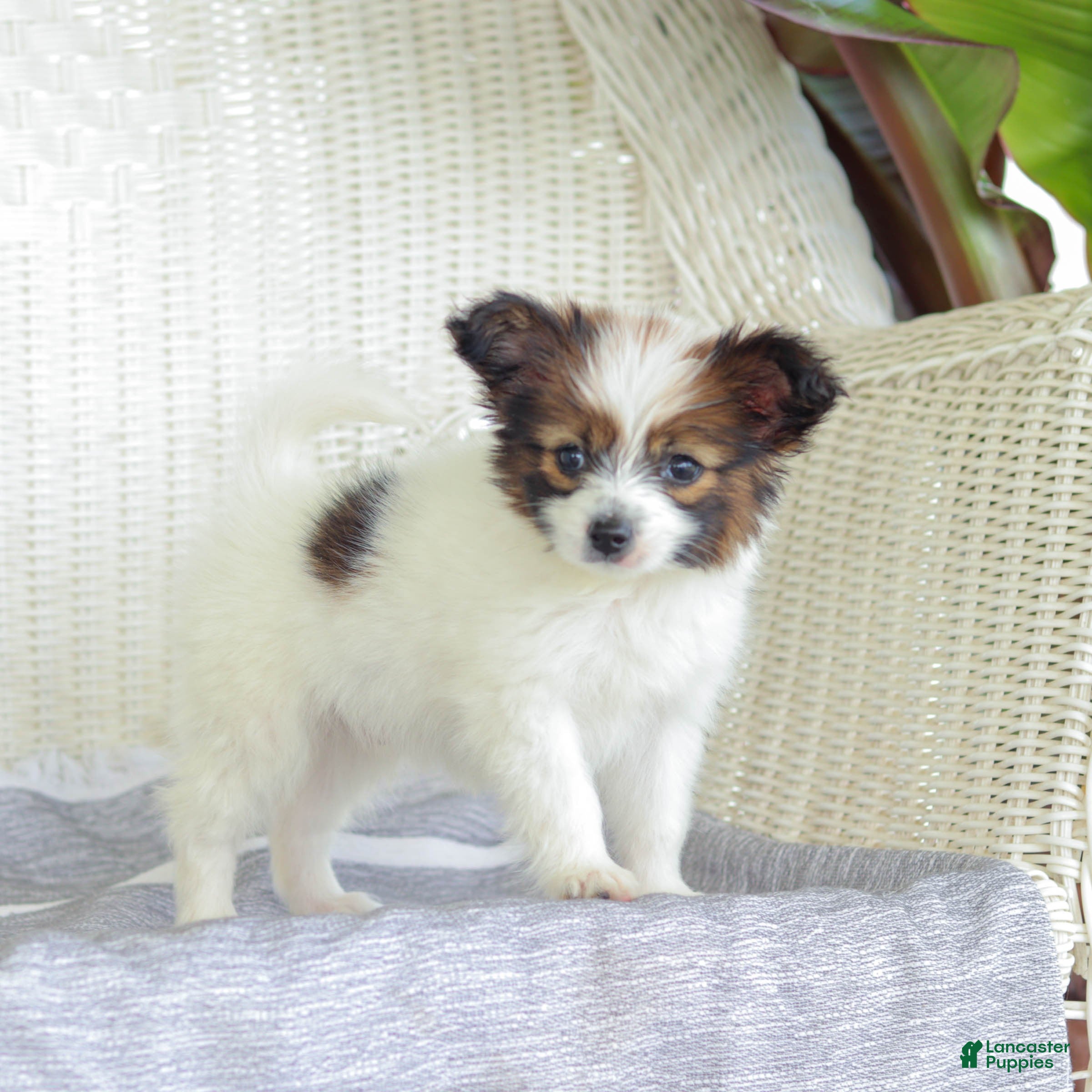 Papillon dogs Turbo - Ad 1