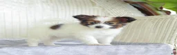 Papillon dogs for sale: Turbo - Ad 2