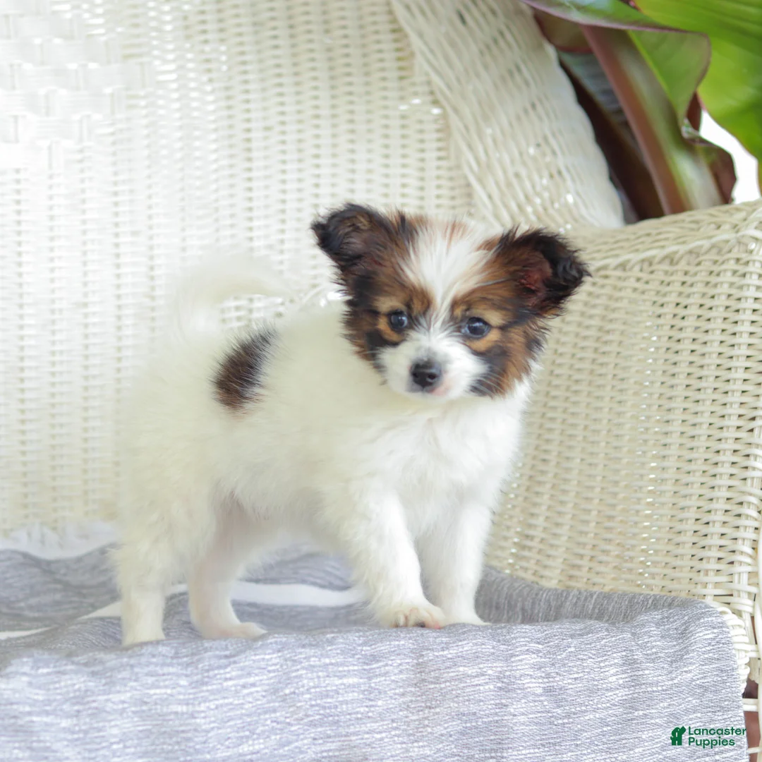 Papillon dogs for sale: Turbo - Ad 2