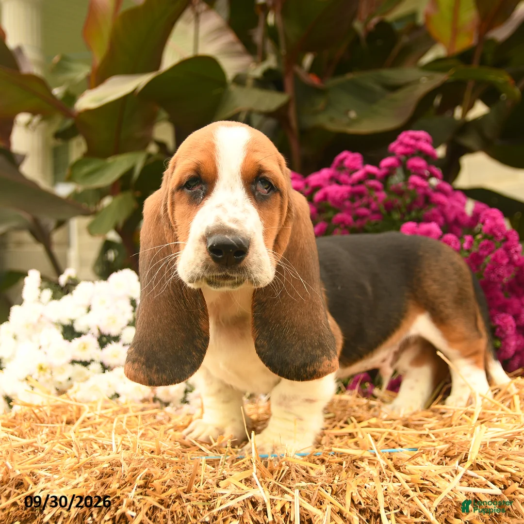 Basset Hound dogs for sale: Milo - Ad 1