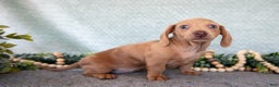 Miniature Dachshund dogs for sale: Bess - Ad 2