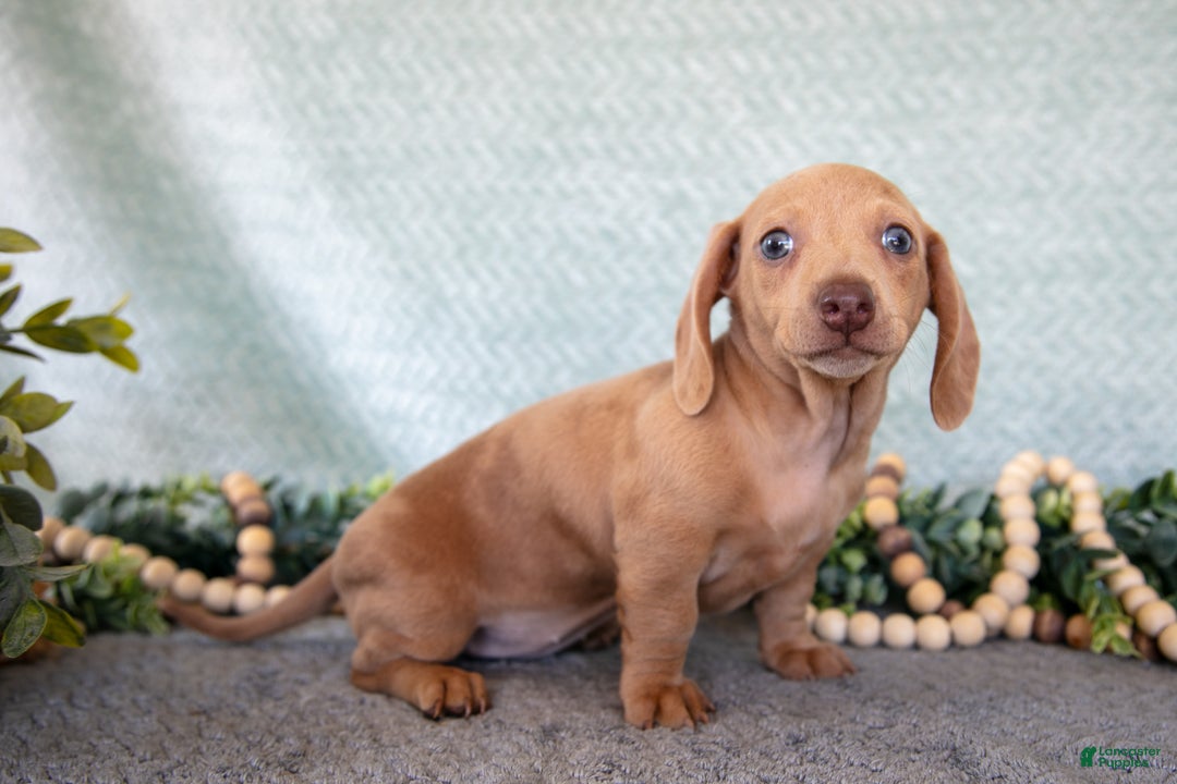 Miniature Dachshund dogs for sale: Bess - Ad 2