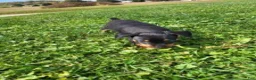 Miniature Pinscher dogs for sale: Male 1 - Ad 8