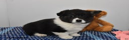 Welsh Corgi Pembroke dogs for sale: Maisy - Ad 3