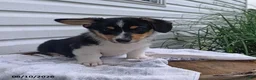 Welsh Corgi Pembroke dogs for sale: Tina - Ad 3