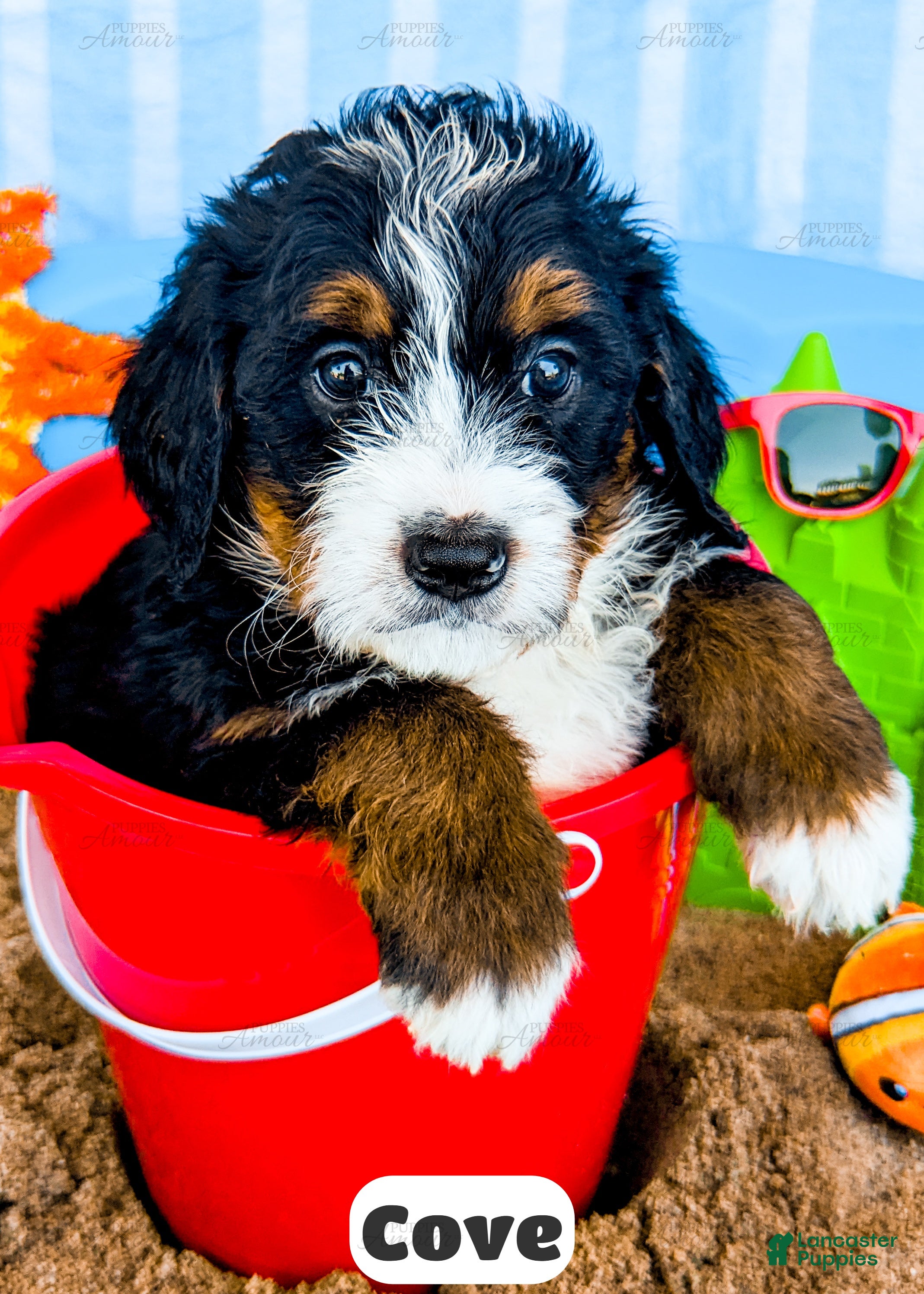 Bernedoodle dogs Cove - Ad 1