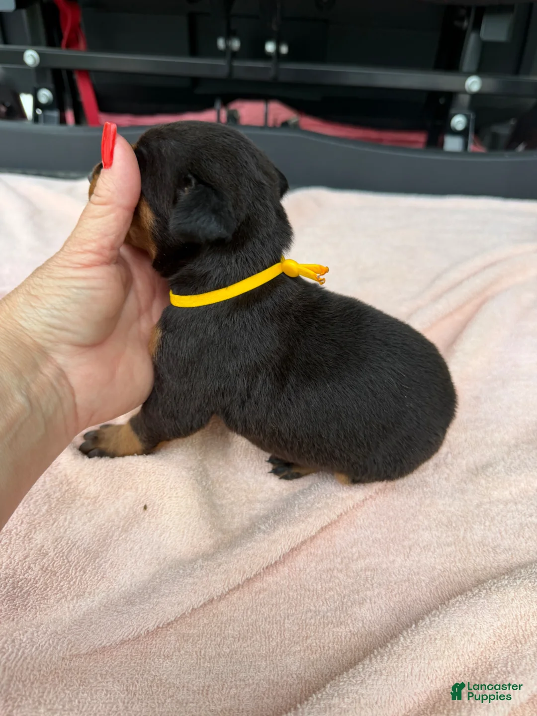 Doberman Pinscher dogs for sale: Doberman Pinscher Puppy 1 - Ad 2