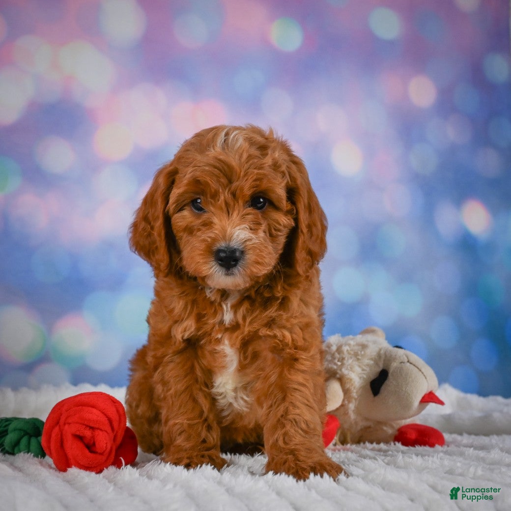 Mini Goldendoodle dogs Aspen - Ad 2