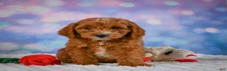 Mini Goldendoodle dogs for sale: Aspen - Ad 2