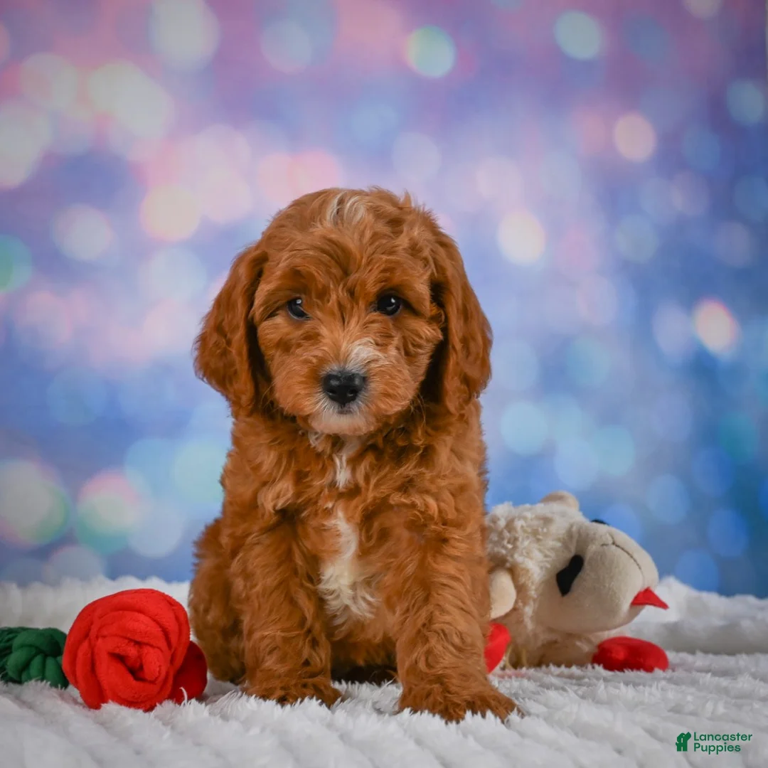 Mini Goldendoodle dogs for sale: Aspen - Ad 2