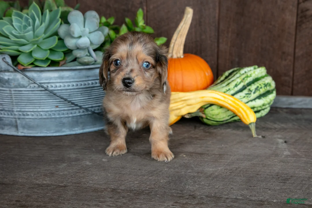 Miniature Dachshund dogs for sale: Zane - Ad 3