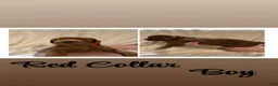 Goldendoodle dogs for sale: Goldendoodle 4 - Ad 1