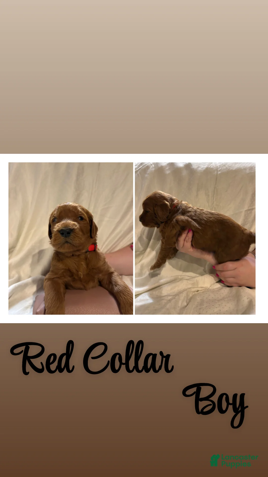 Goldendoodle dogs for sale: Goldendoodle 4 - Ad 1