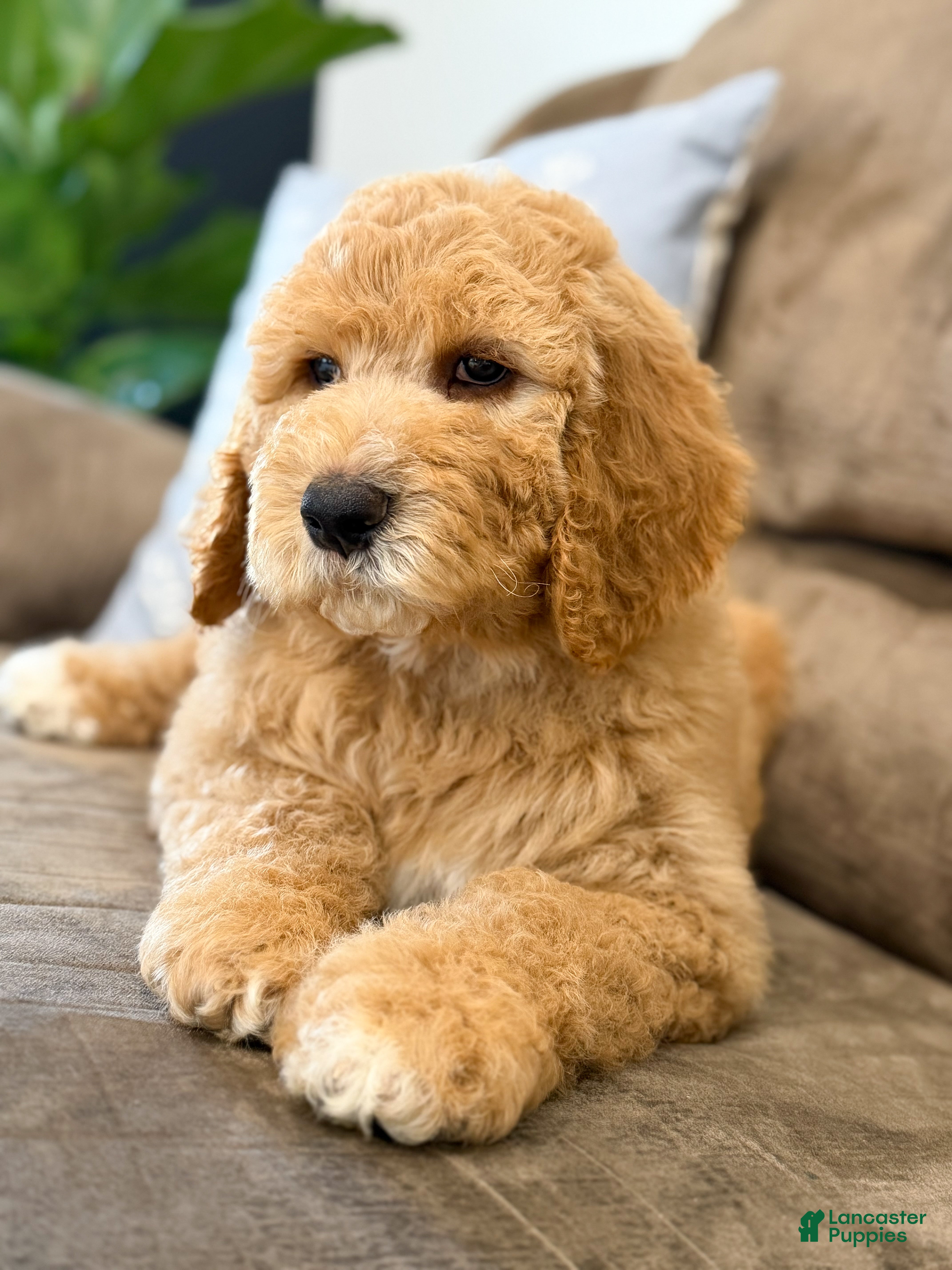 Goldendoodle dogs Raleigh - Ad 2