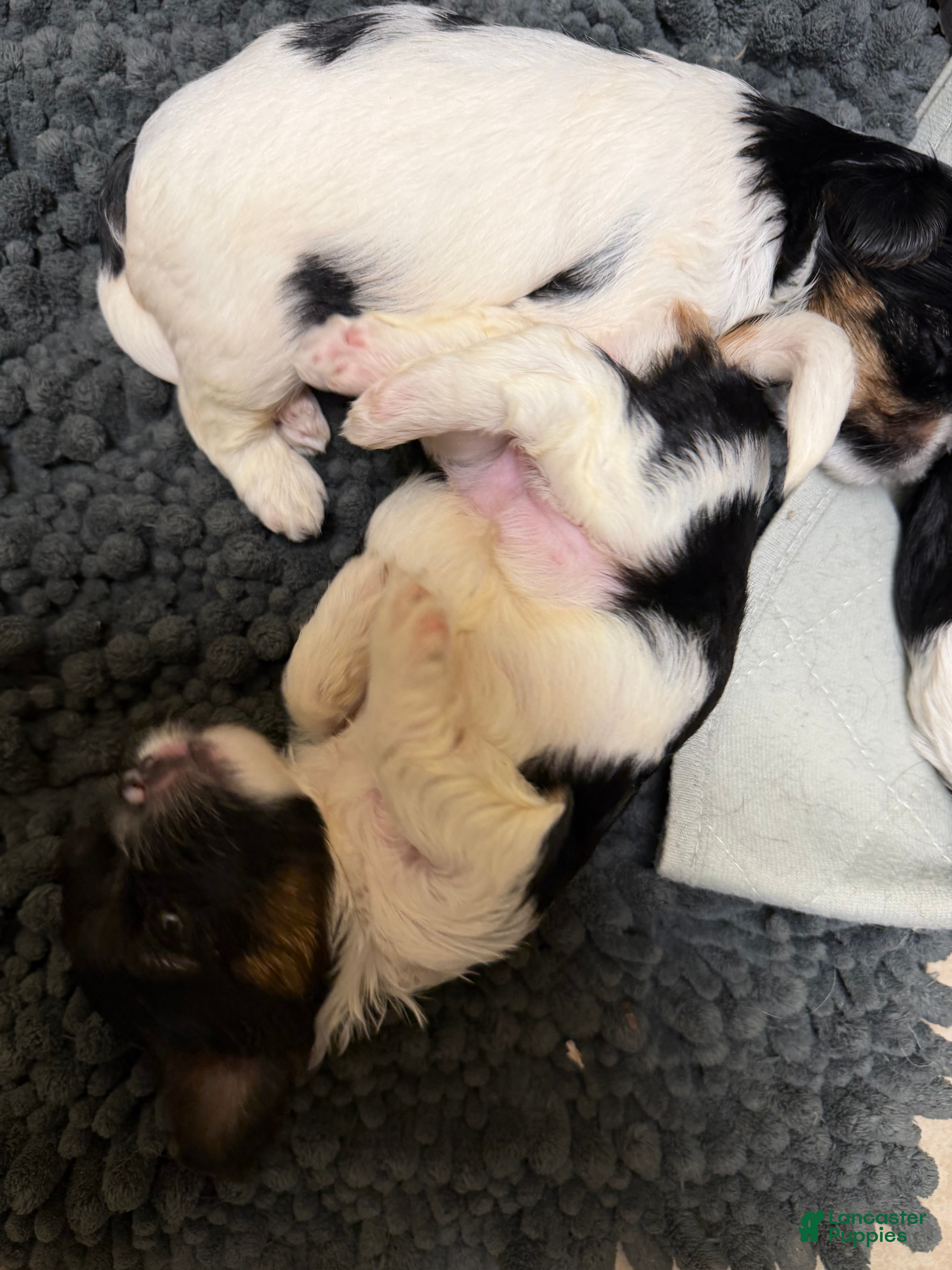 Biewer Terrier dogs Biewer Terrier 5. Lilly - Ad 2