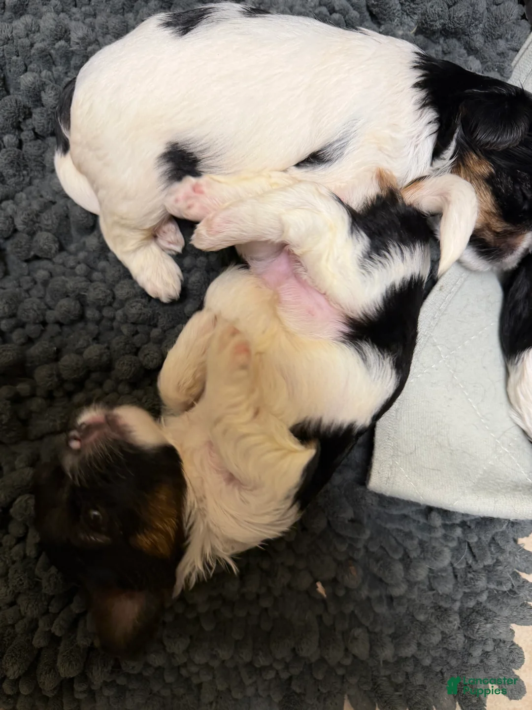 Biewer Terrier dogs for sale: Biewer Terrier 5. Lilly - Ad 2