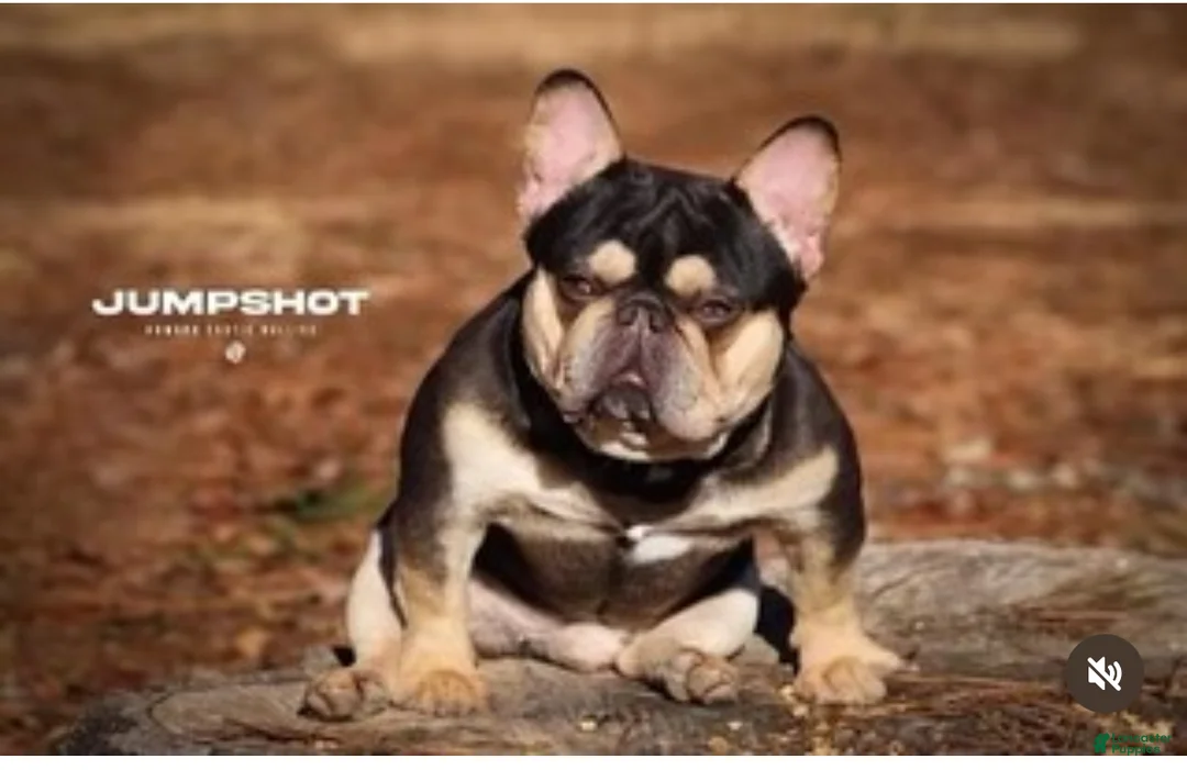 French Bulldog dogs for sale: French Bulldog Puppy 2 - Ad 5