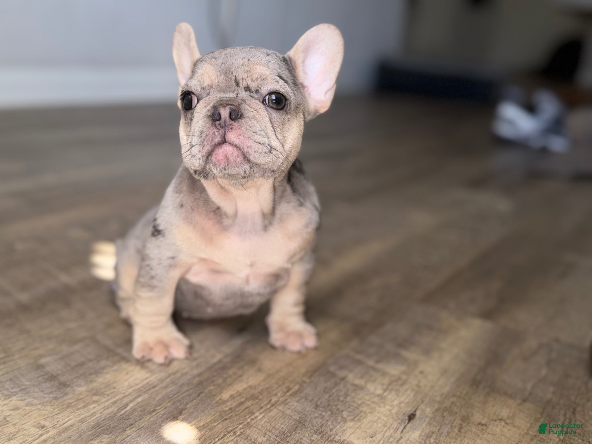 French Bulldog dogs Blue and tan merle - Ad 1